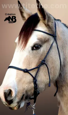 Licol NB Horse Development