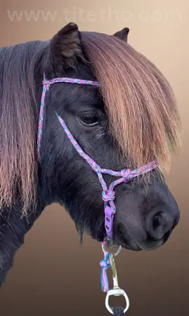 Licol NB Horse Development