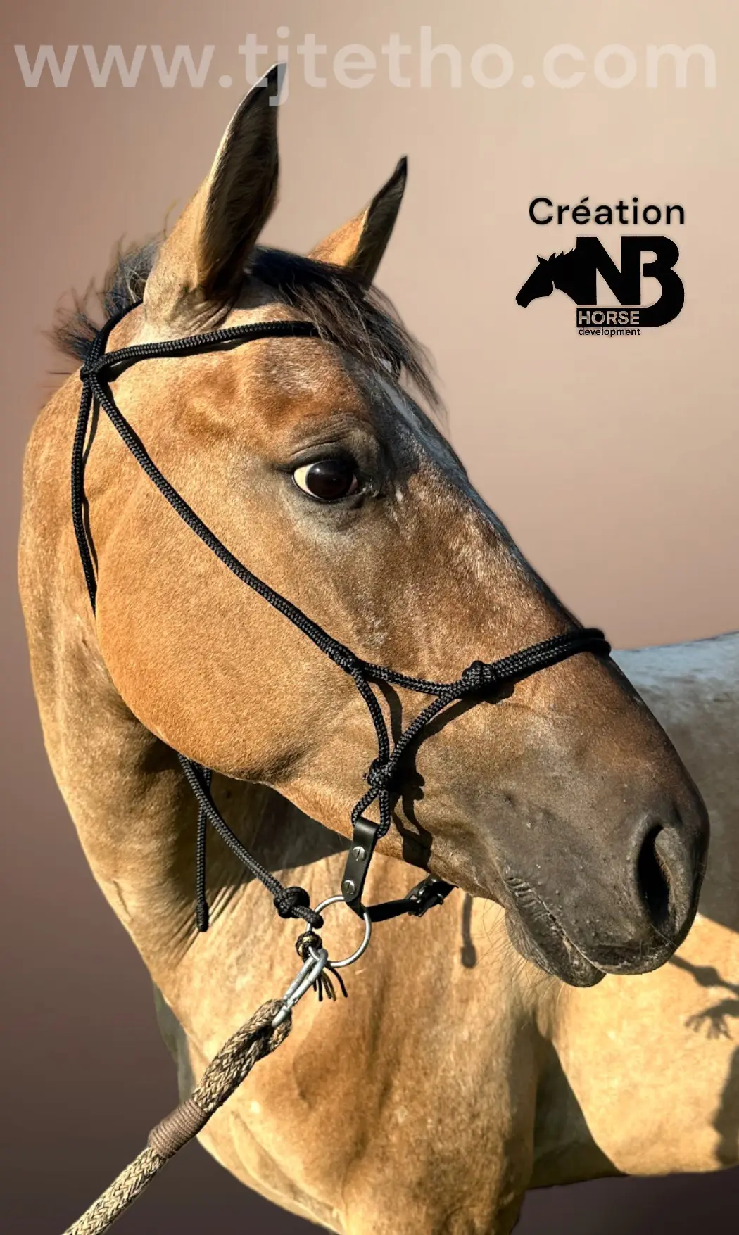 Licol NB Horse Development