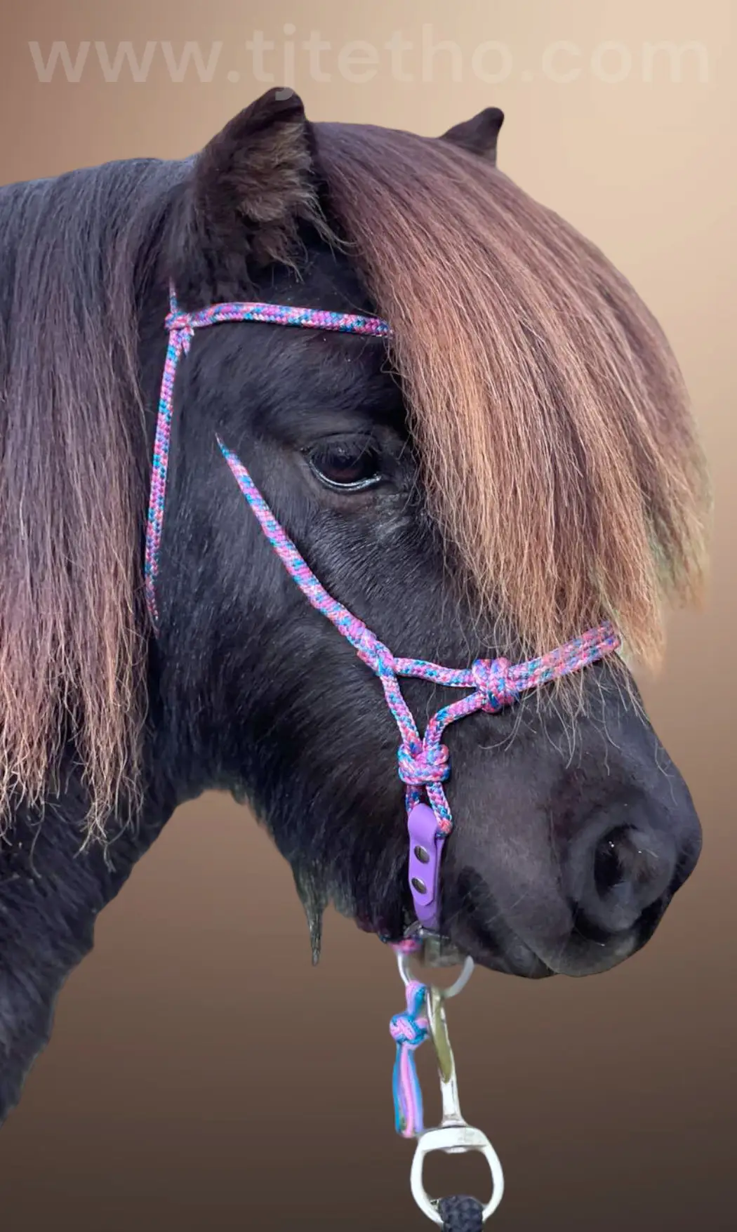 Licol NB Horse Development