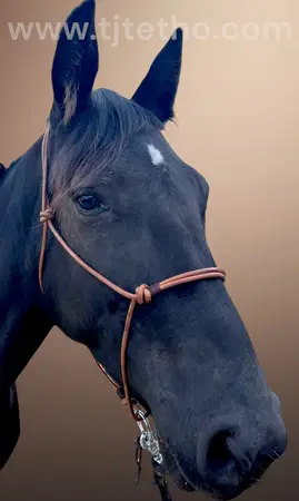 Licol étho cuir DUST "ne tourne pas"